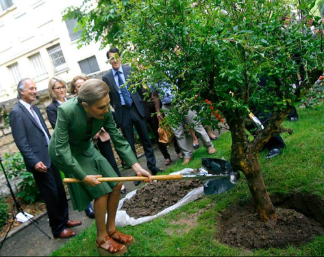 planter un grenadier