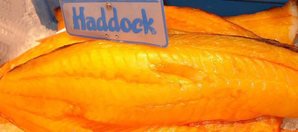 haddock