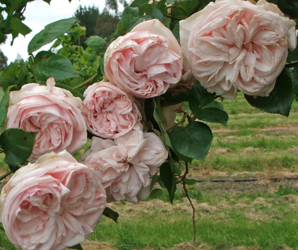pink-bourbon-roses
