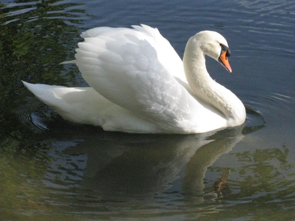 a-cygne