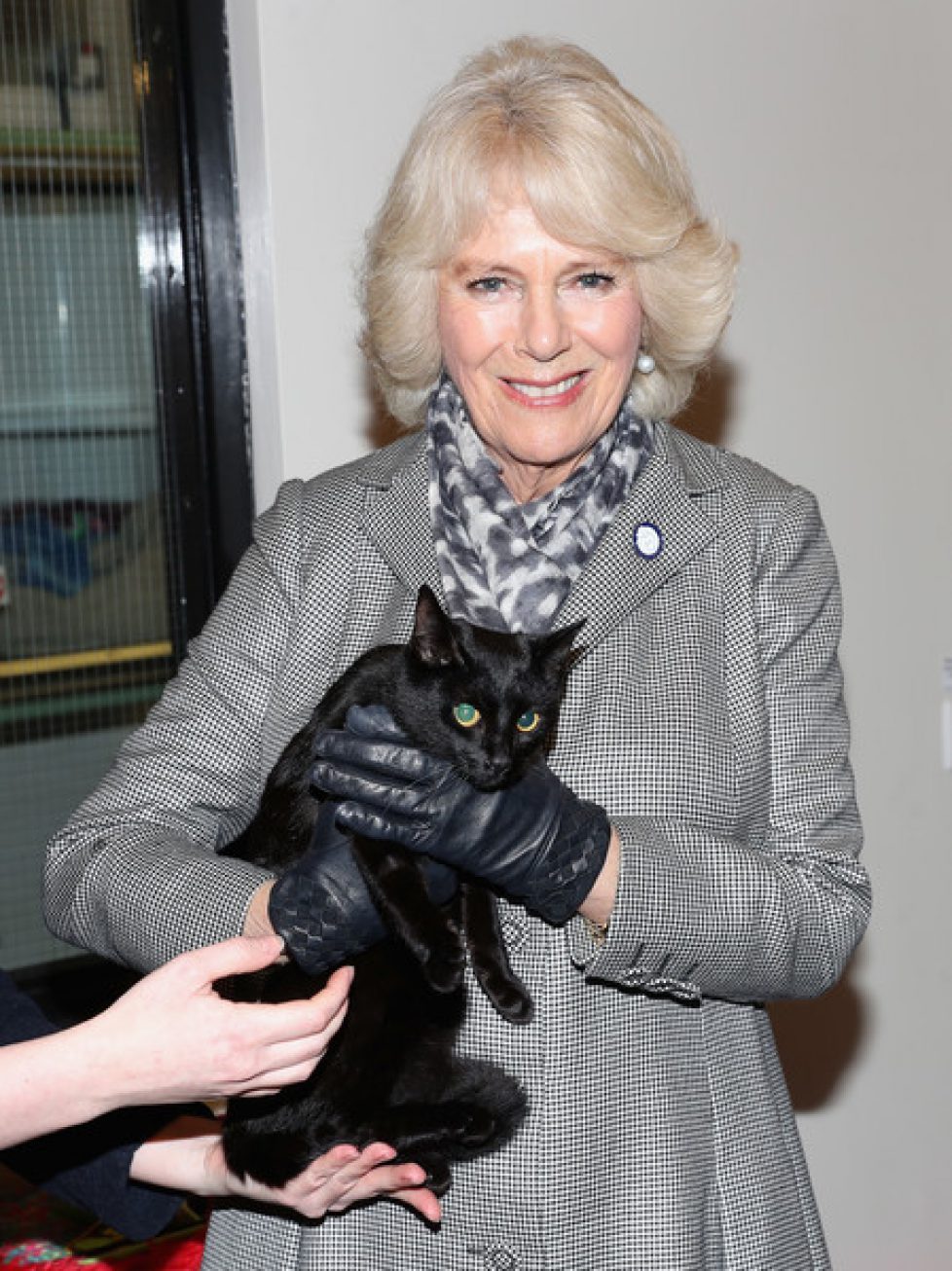 Duchess+Cornwall+Visits+Battersea+Dogs+Cats+c2MRMVeu9Dkl