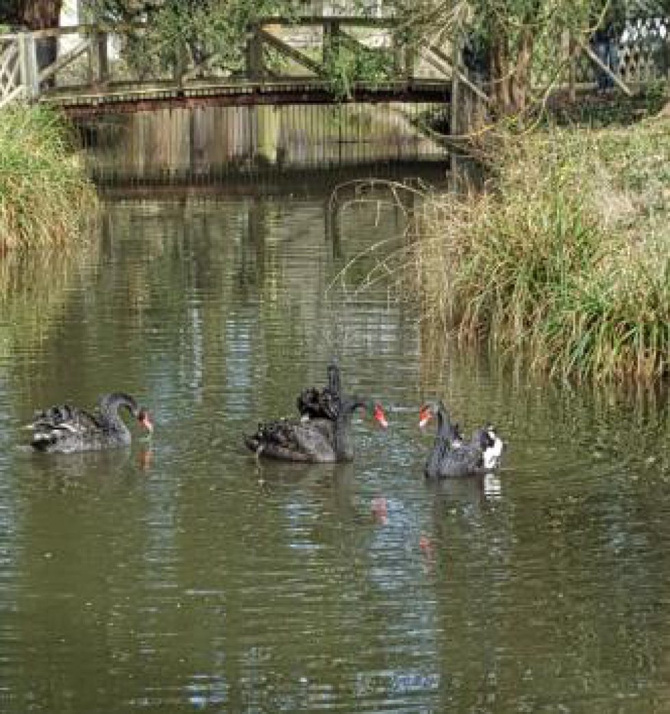 cygne_noirs_a_malmaison