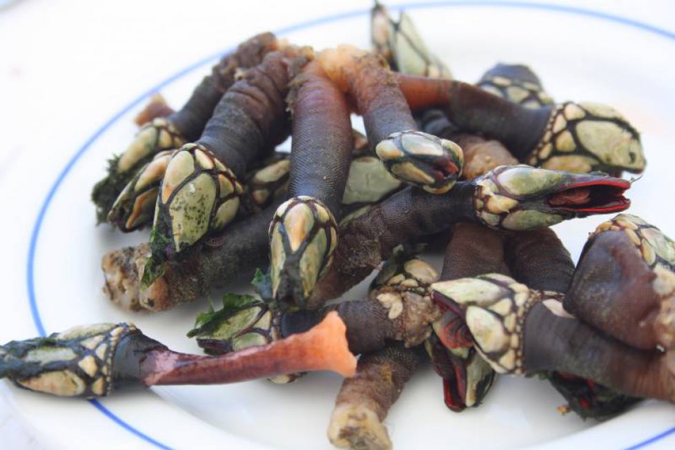 percebes