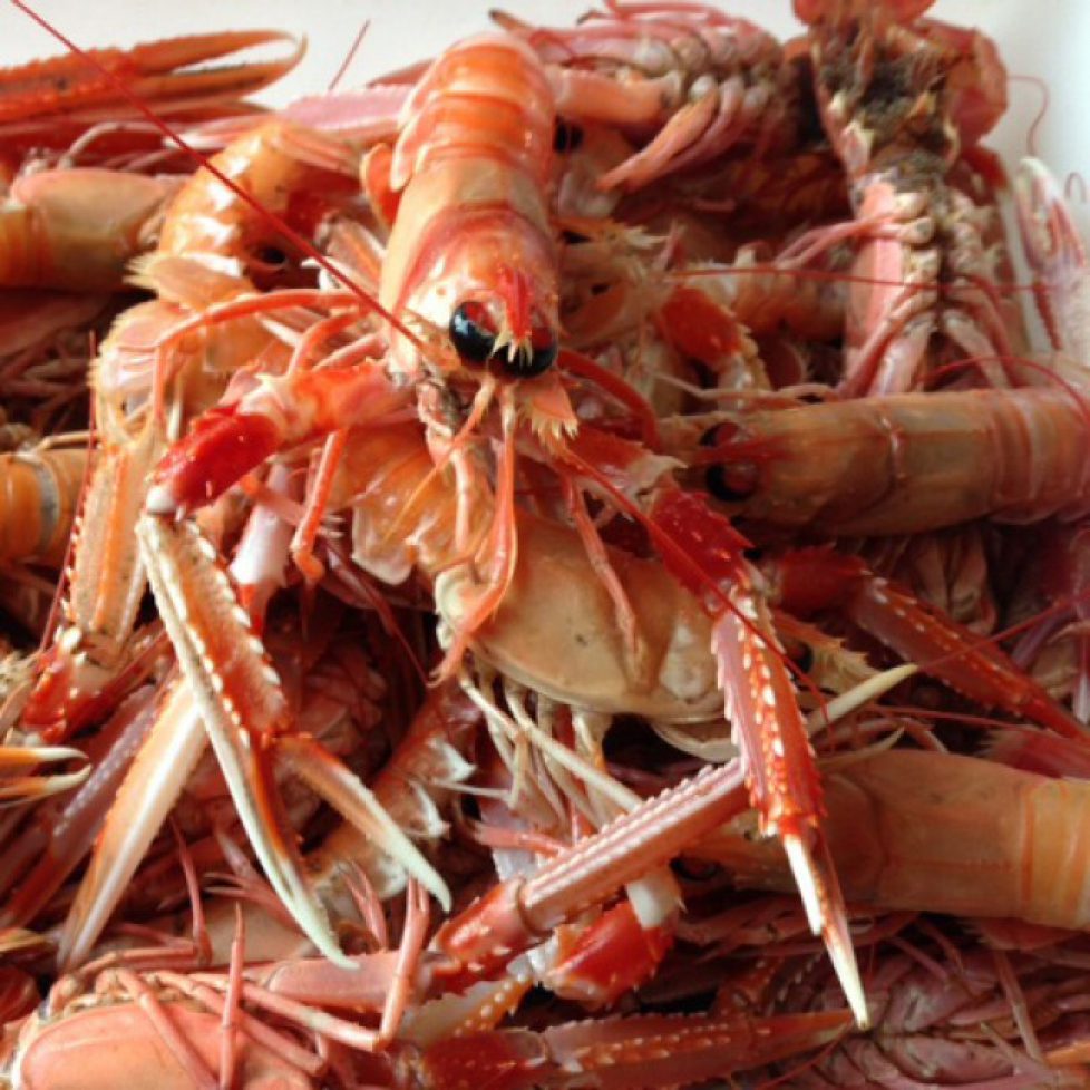 langoustine_moyennes_vivantes_2