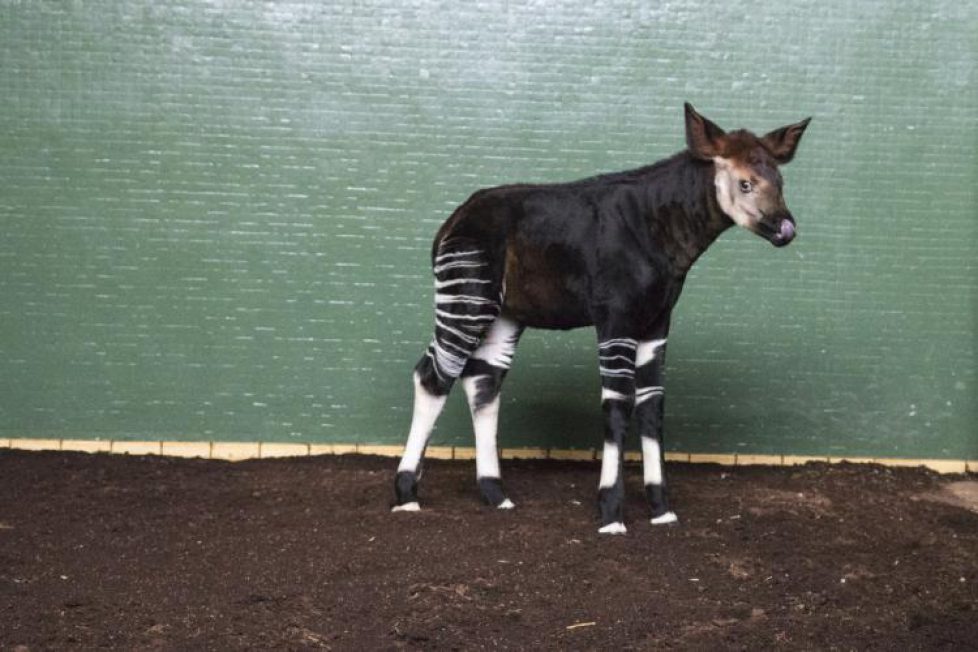 britain-newborn-okapi