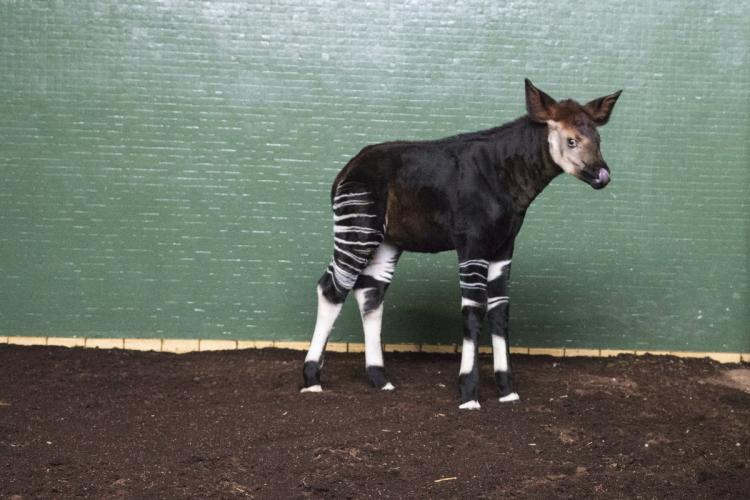 britain-newborn-okapi.jpg