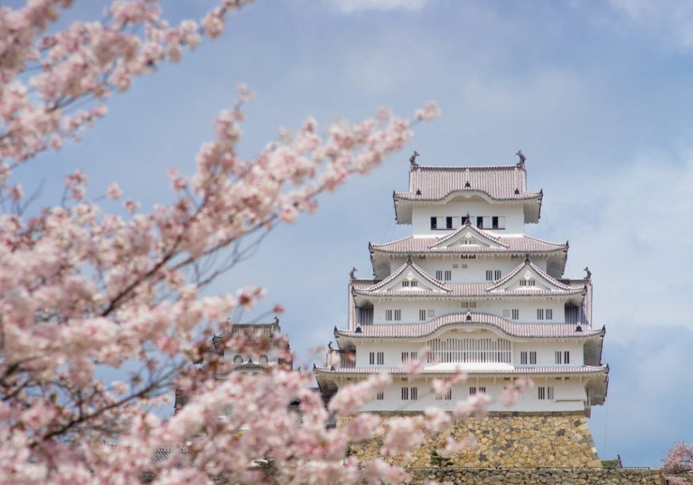 Himeji Cherry Blossom