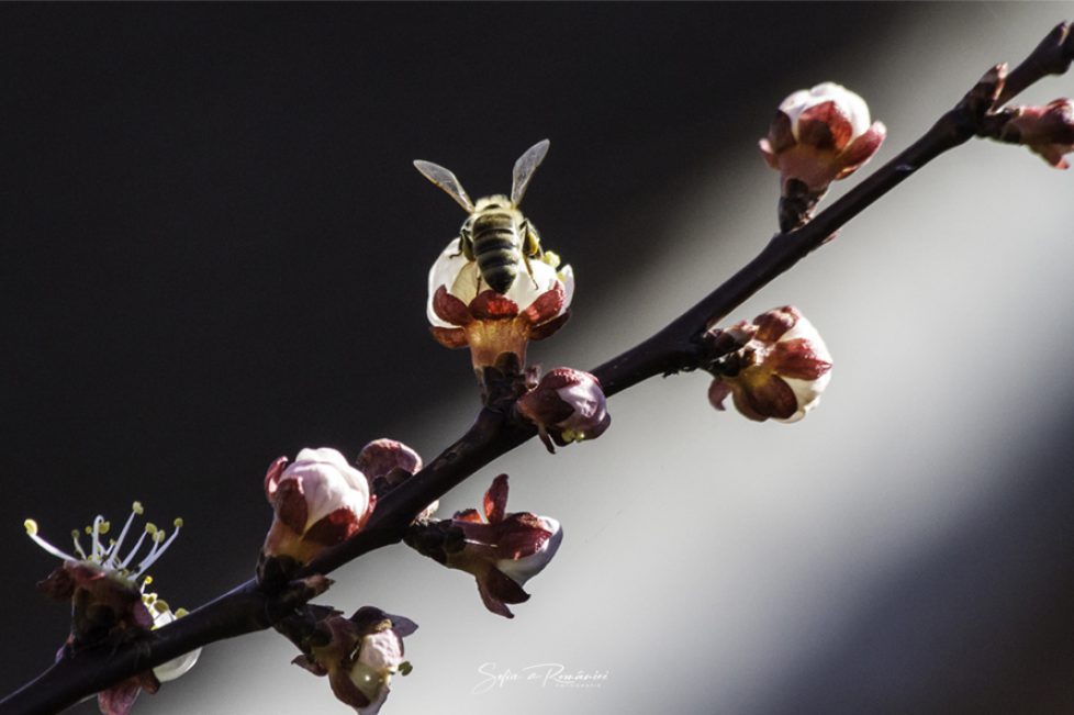 Bee.-Sophie-de-Roumanie-Photographie3