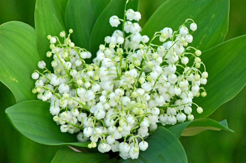 Lily of the valley (convallaria majalis)