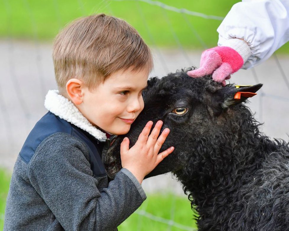 PRINCE OSCAR PLAYS WITH SHEEP