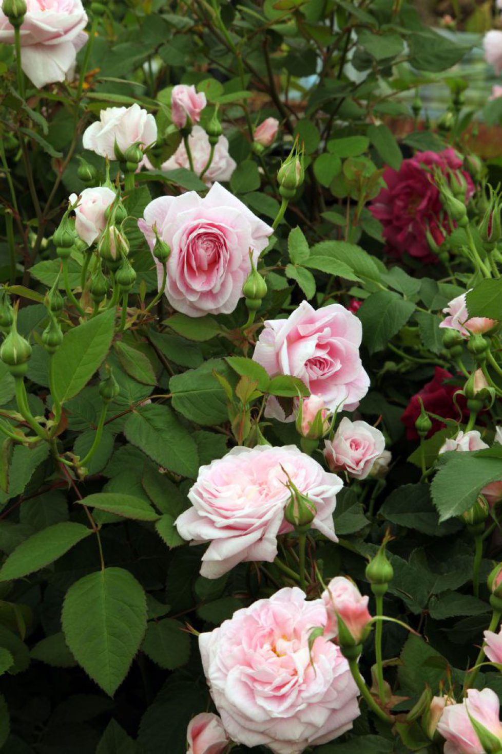 Rosa Queen Anne, David Austin new English Old Rose, Chelsea Flower Show 2011