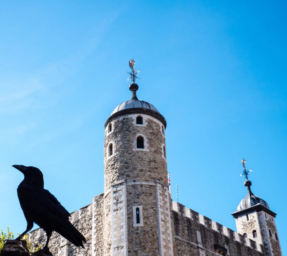 Ravens of the Tower of London, (must not leave or tower will fall}Tower of London, London, England, UK, GB.