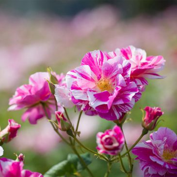 PLA02027-The-Kings-Rose-2_064375cb-7f02-4299-bde7-b17c31c042d7_1000x