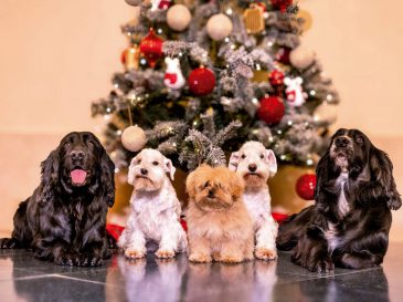 f.elconfidencial.com_original_ce3_9db_e66_ce39dbe66ddddcd666e61099bc4e7e5c