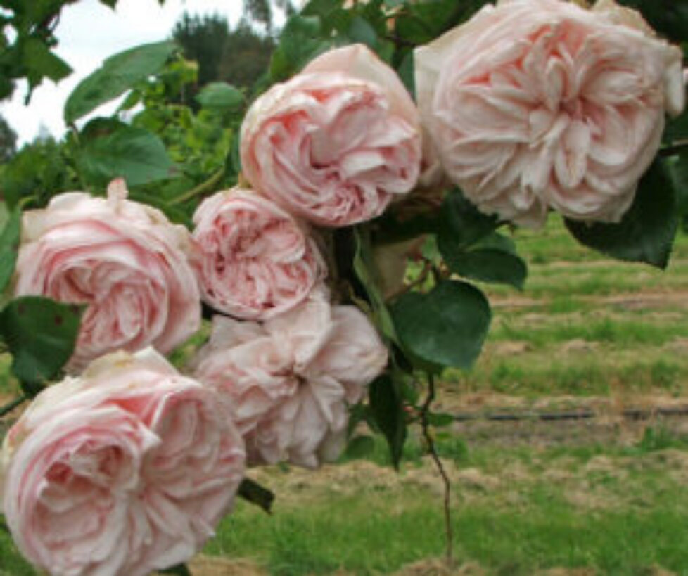 pink-bourbon-roses