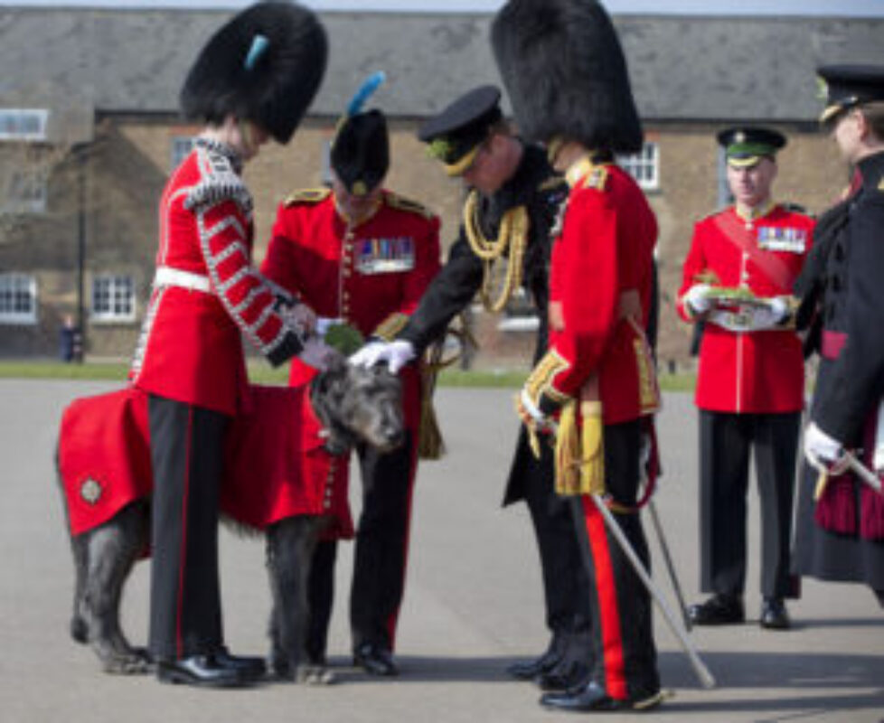 Duke+Cambridge+Visits+1st+Battalion+Irish+84W1eRZL3MQl