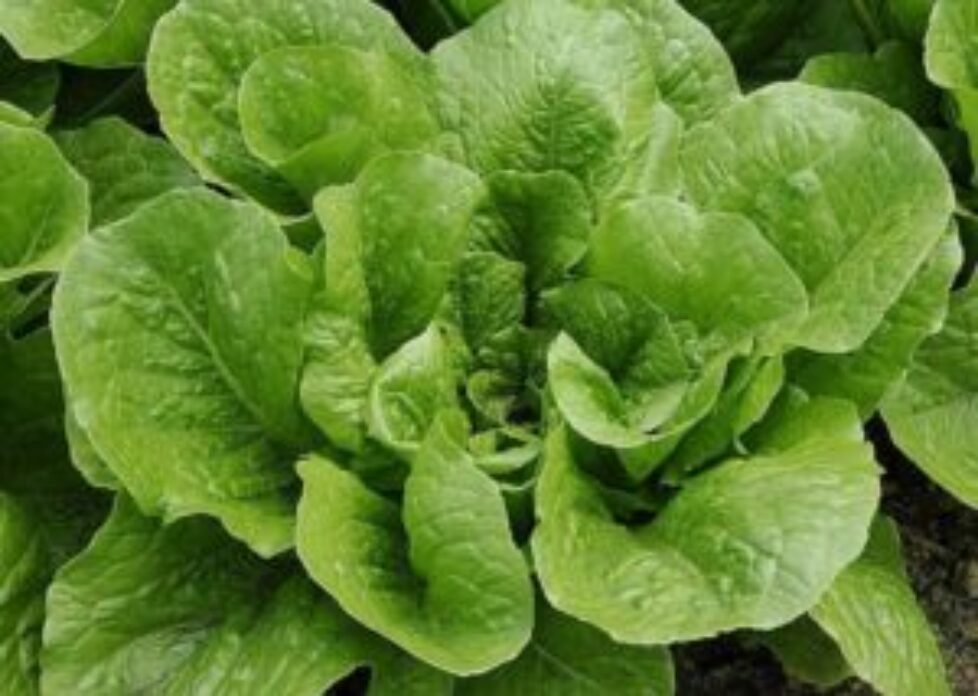laitue-romaine-fm070628-163-l750-h534-c