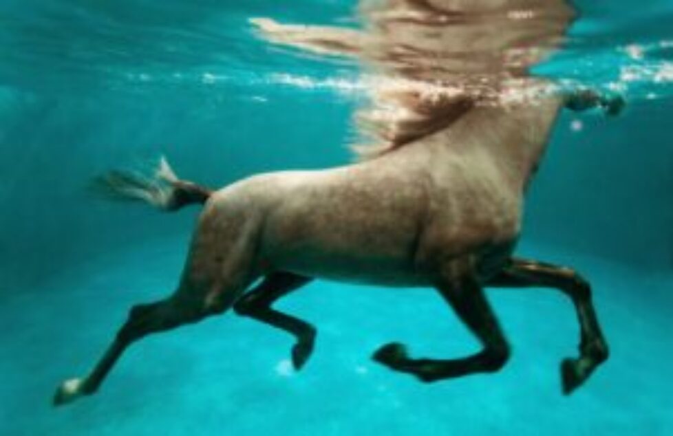 Vanessa von Zitzewitz published her art book Horses of Qatar (2)