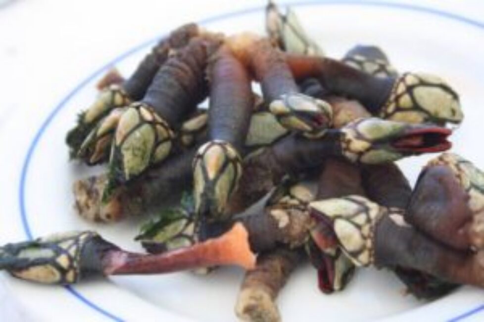 percebes