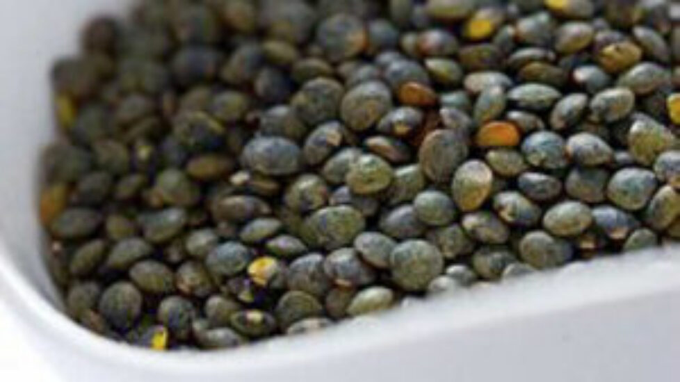 870x489_lentilles-623