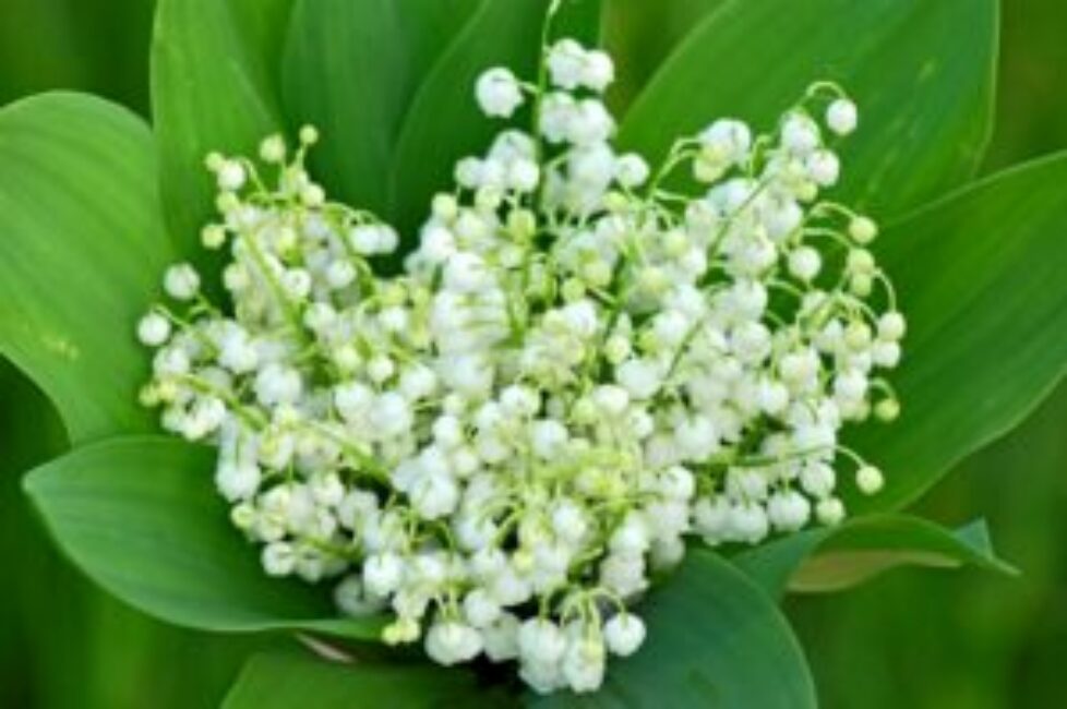 Lily of the valley (convallaria majalis)